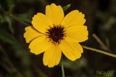 Texas Tickseed June 2025